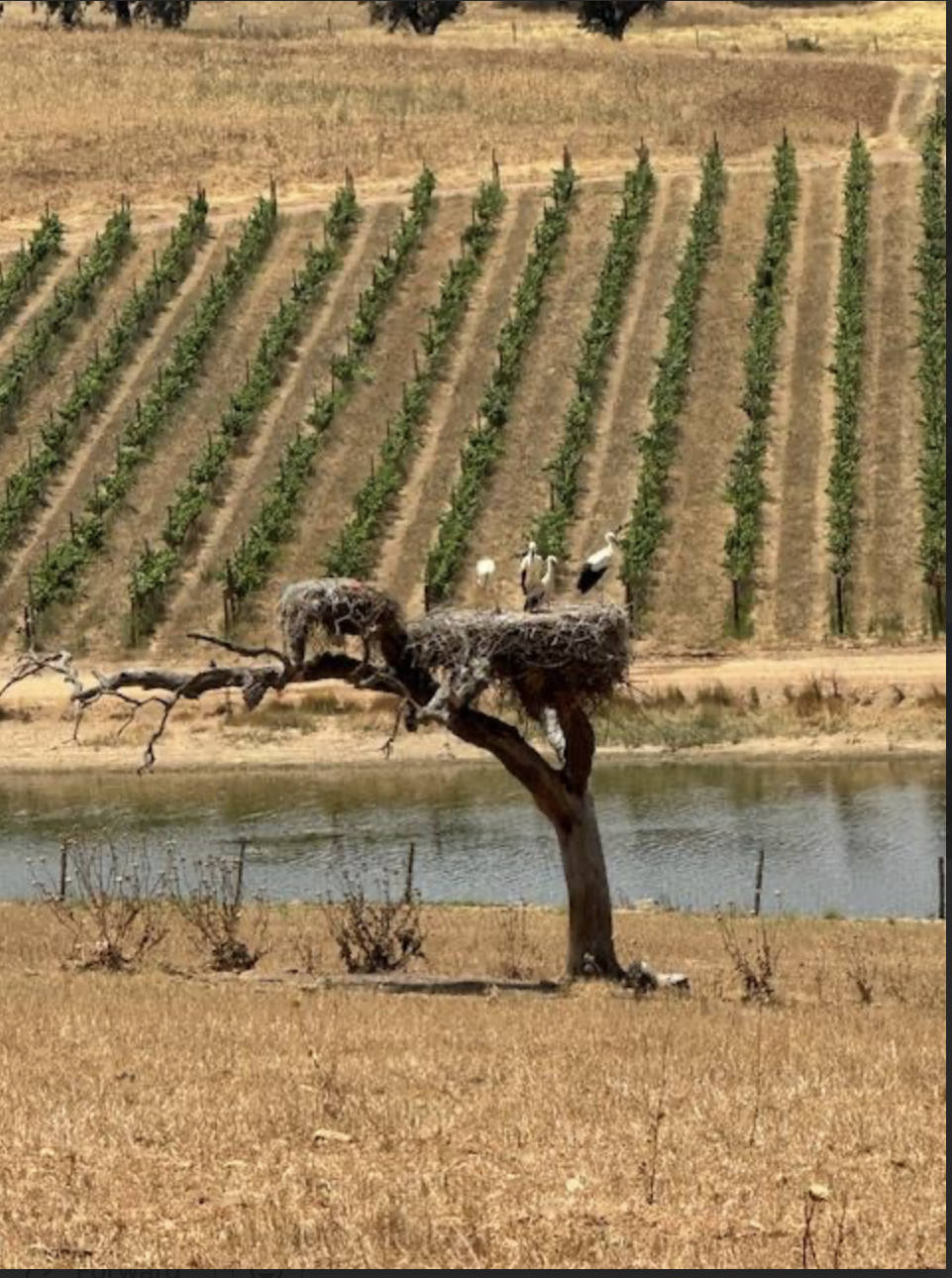 Recent Adventure to Portugal from Porto to Algarve